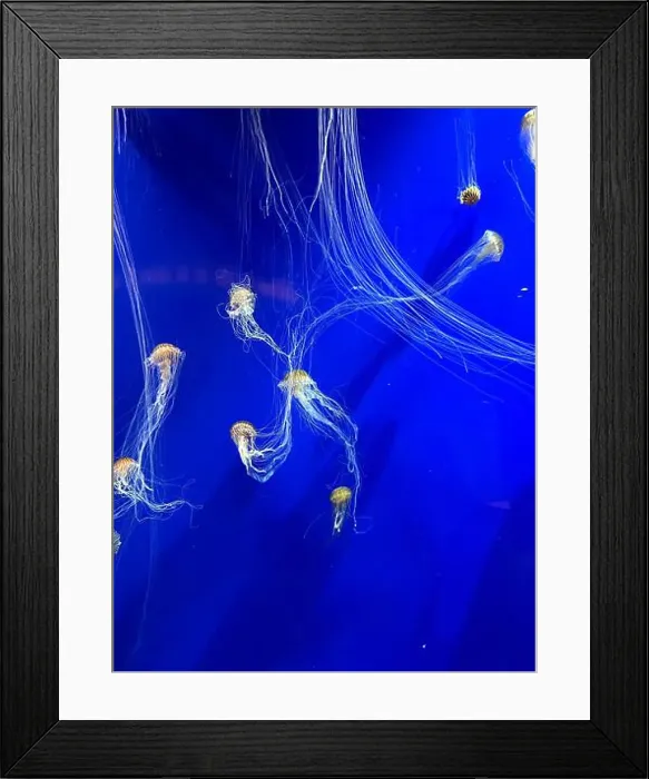 Framed Print : A group of beautiful yellow, orange jellyfish with long thin tails swimming in the bright blue ocean water Framed Print : A group of beautiful yellow, orange jellyfish with long thin tails swimming in the bright blue ocean water