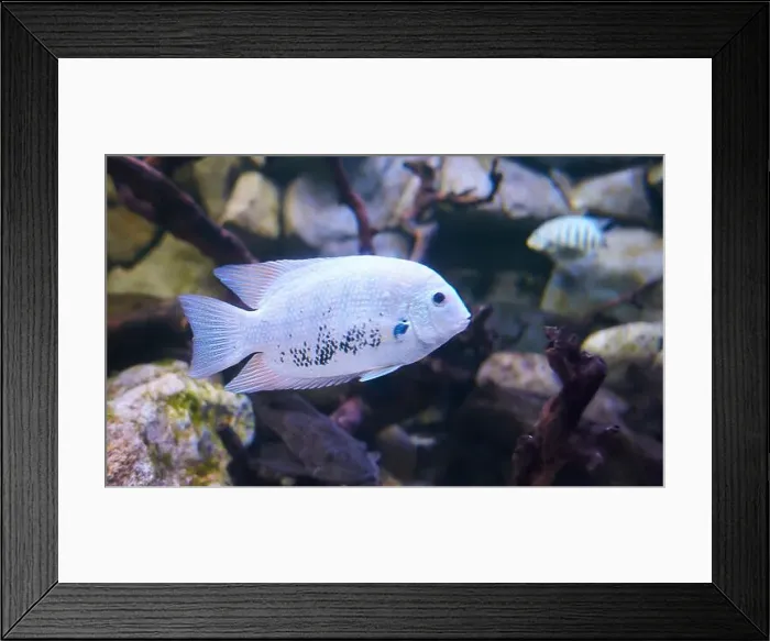 Framed Print : Silver Cichlid fish swimming in the clean sea underwater with colorful corals background