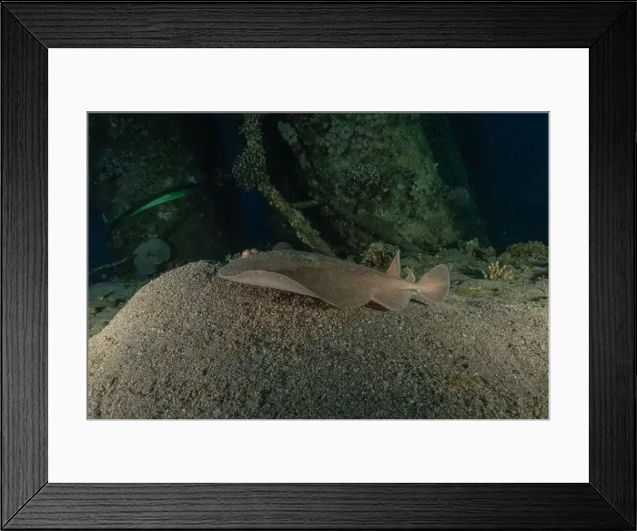 Framed Print : Torpedo sinuspersici On the seabed in the Red Sea, Israel Framed Print : Torpedo sinuspersici On the seabed in the Red Sea, Israel