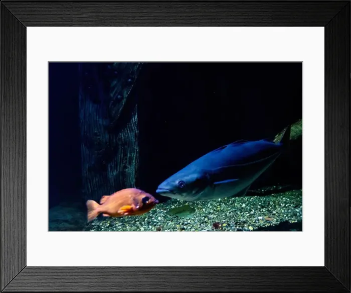 Framed Print : The pollock, or coalfish, coley, or saithe (Pollachius virens) and Sebastes norvegicus, the rose fish Framed Print : The pollock, or coalfish, coley, or saithe (Pollachius virens) and Sebastes norvegicus, the rose fish