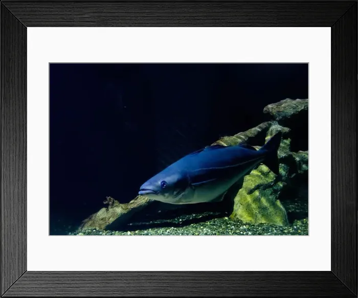 Framed Print : The pollock, or coalfish, coley, or saithe (Pollachius virens) Framed Print : The pollock, or coalfish, coley, or saithe (Pollachius virens)