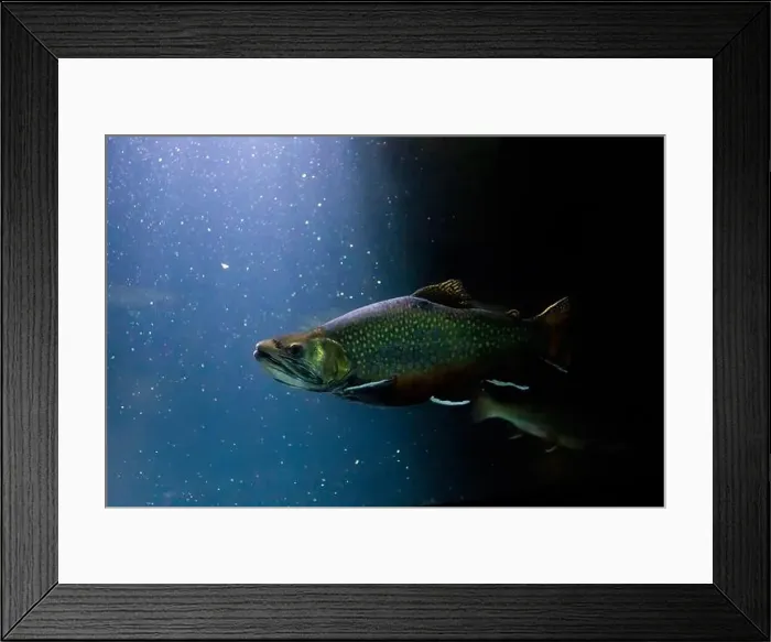 Framed Print : The brook trout (Salvelinus fontinalis) underwater Framed Print : The brook trout (Salvelinus fontinalis) underwater