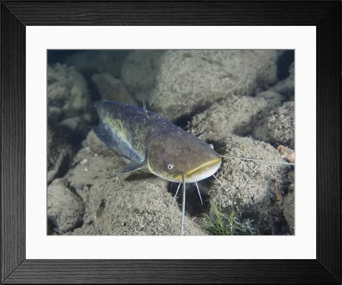 Framed Print : A catfish (Silurus glanis), Waller Framed Print : A catfish (Silurus glanis), Waller