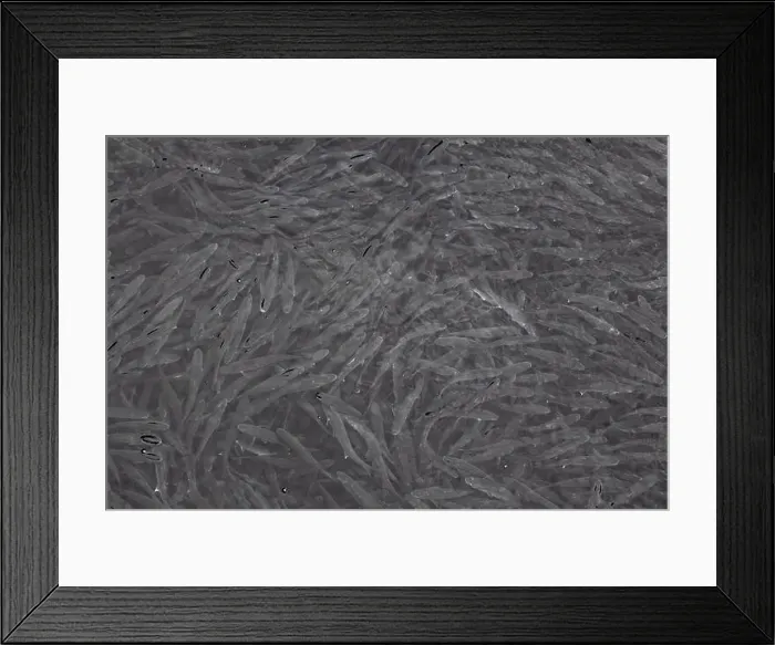 Framed Print : A lot of fish swimming in the fresh clear water in the port of Nessebar, Burgas, Bulgaria Framed Print : A lot of fish swimming in the fresh clear water in the port of Nessebar, Burgas, Bulgaria