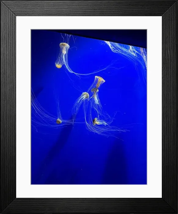 Framed Print : A group of beautiful yellow, orange jellyfish with long thin tails swimming in the bright blue ocean water Framed Print : A group of beautiful yellow, orange jellyfish with long thin tails swimming in the bright blue ocean water