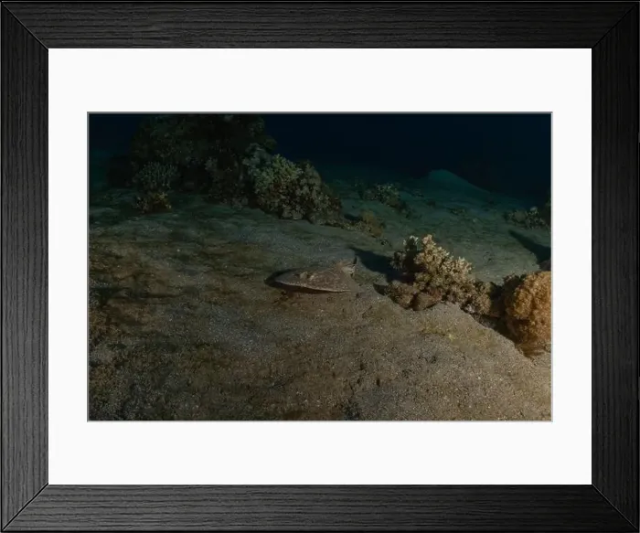 Framed Print : Torpedo sinuspersici On the seabed in the Red Sea, Israel Framed Print : Torpedo sinuspersici On the seabed in the Red Sea, Israel