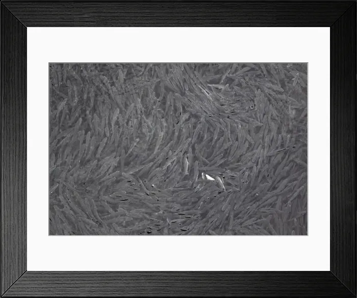 Framed Print : A lot of fish swimming in the fresh clear water in the port of Nessebar, Burgas, Bulgaria Framed Print : A lot of fish swimming in the fresh clear water in the port of Nessebar, Burgas, Bulgaria