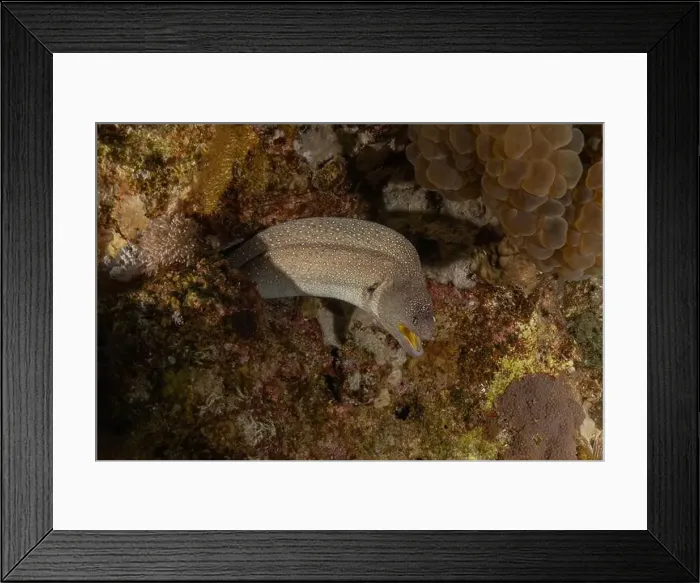 Framed Print : Moray eel Mooray lycodontis undulatus in the Red Sea, Eilat Israel Framed Print : Moray eel Mooray lycodontis undulatus in the Red Sea, Eilat Israel
