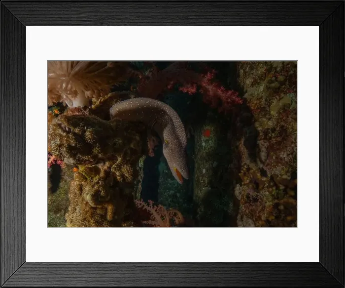 Framed Print : Moray eel Mooray lycodontis undulatus in the Red Sea, Eilat Israel Framed Print : Moray eel Mooray lycodontis undulatus in the Red Sea, Eilat Israel