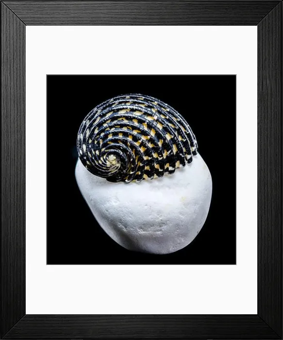 Framed Print : Close-up of a Neritodryas cornea shell with black and yellow stripes Framed Print : Close-up of a Neritodryas cornea shell with black and yellow stripes