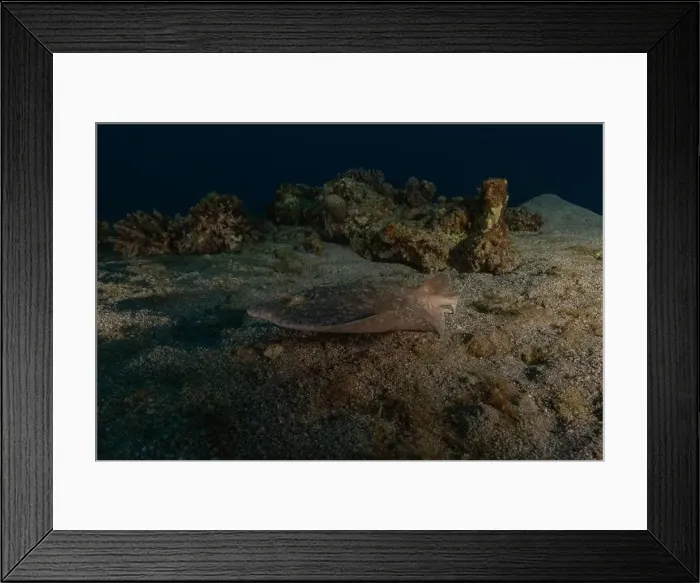 Framed Print : Torpedo sinuspersici On the seabed in the Red Sea, Israel Framed Print : Torpedo sinuspersici On the seabed in the Red Sea, Israel