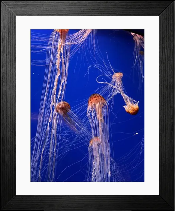 Framed Print : A group of beautiful yellow, orange jellyfish with long thin tails swimming in the bright blue ocean water Framed Print : A group of beautiful yellow, orange jellyfish with long thin tails swimming in the bright blue ocean water