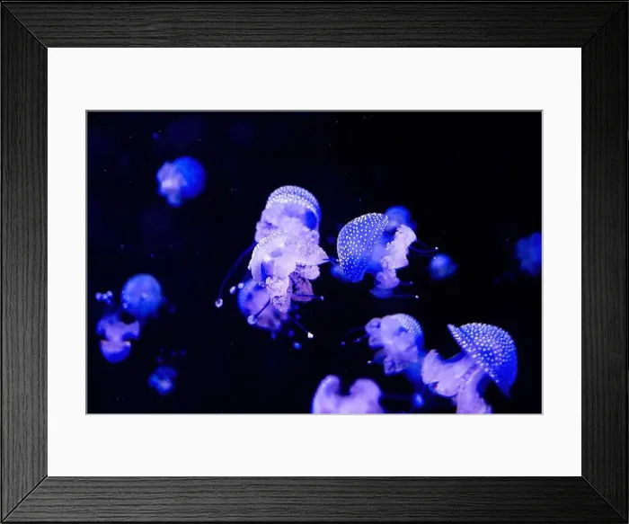 Framed Print : Phyllorhiza punctata is a species of jellyfish Framed Print : Phyllorhiza punctata is a species of jellyfish