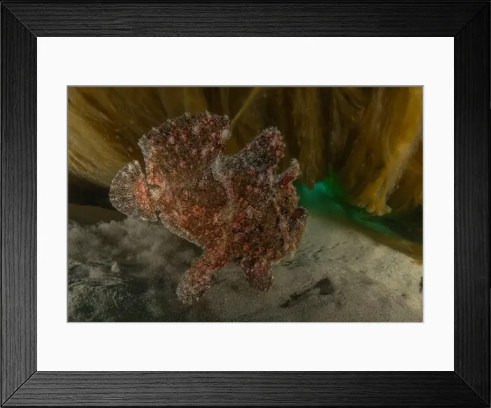 Framed Print : Frog fish in the Red Sea Colorful and beautiful, Eilat Israel Framed Print : Frog fish in the Red Sea Colorful and beautiful, Eilat Israel
