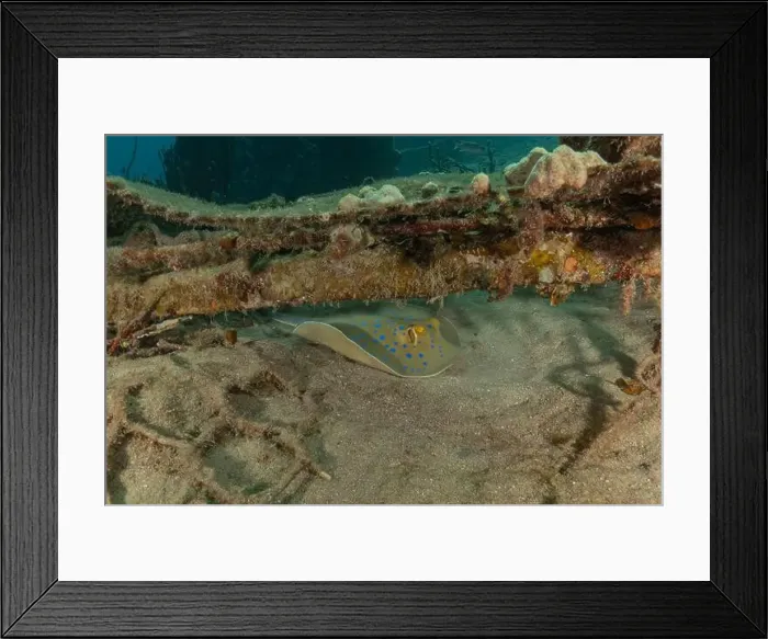 Framed Print : Blue-spotted stingray On the seabed in the Red Sea Eilat, Israel Framed Print : Blue-spotted stingray On the seabed in the Red Sea Eilat, Israel