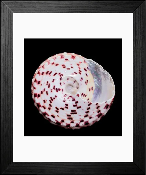 Framed Print : Detailed close-up photograph of a Trochus subincarnatus shell Framed Print : Detailed close-up photograph of a Trochus subincarnatus shell