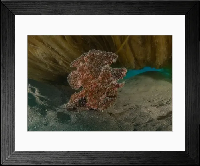 Framed Print : Frog fish in the Red Sea Colorful and beautiful, Eilat Israel Framed Print : Frog fish in the Red Sea Colorful and beautiful, Eilat Israel