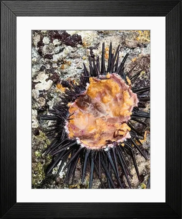 Framed Print : Sea urchin reveals its vibrant colors while resting on rocky shoreline at Socotra during a sunny day Framed Print : Sea urchin reveals its vibrant colors while resting on rocky shoreline at Socotra during a sunny day