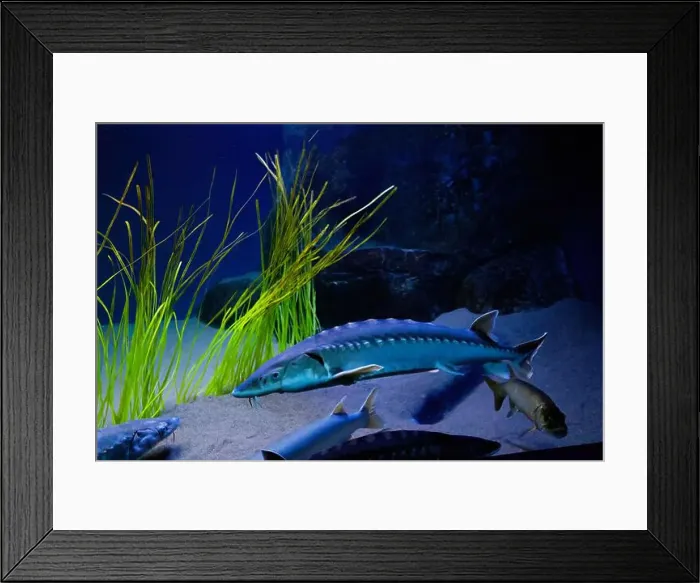 Framed Print : Atlantic sturgeon (Acipenser oxyrinchus oxyrinchus) Framed Print : Atlantic sturgeon (Acipenser oxyrinchus oxyrinchus)