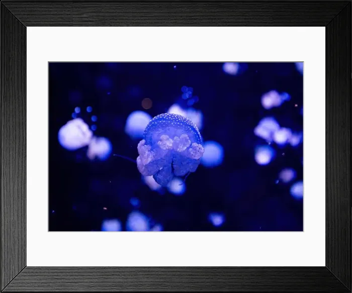 Framed Print : Phyllorhiza punctata is a species of jellyfish Framed Print : Phyllorhiza punctata is a species of jellyfish