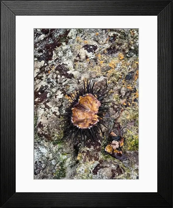Framed Print : A spiky sea creature clings to a rocky surface in the unique coastal environment of Socotra island Framed Print : A spiky sea creature clings to a rocky surface in the unique coastal environment of Socotra island