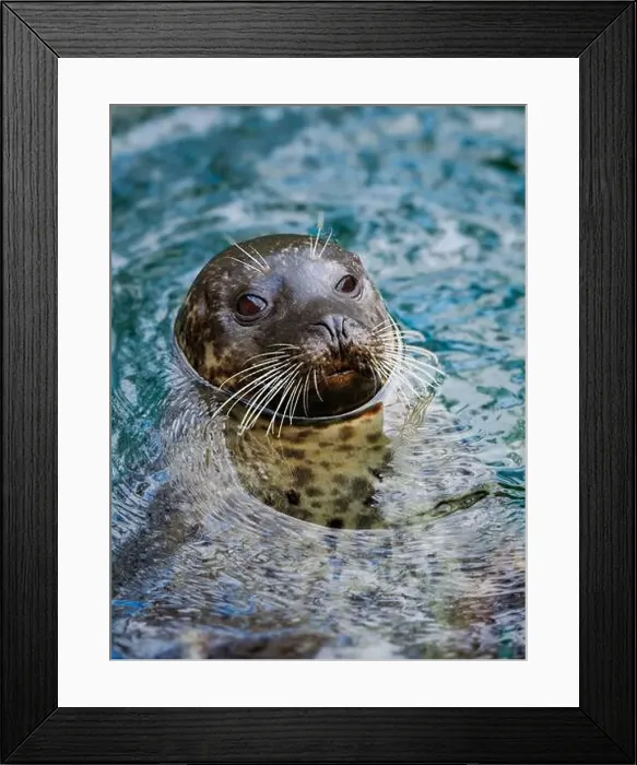 Framed Print : fur seal stands on its hind legs at the bottom of the sea Framed Print : fur seal stands on its hind legs at the bottom of the sea
