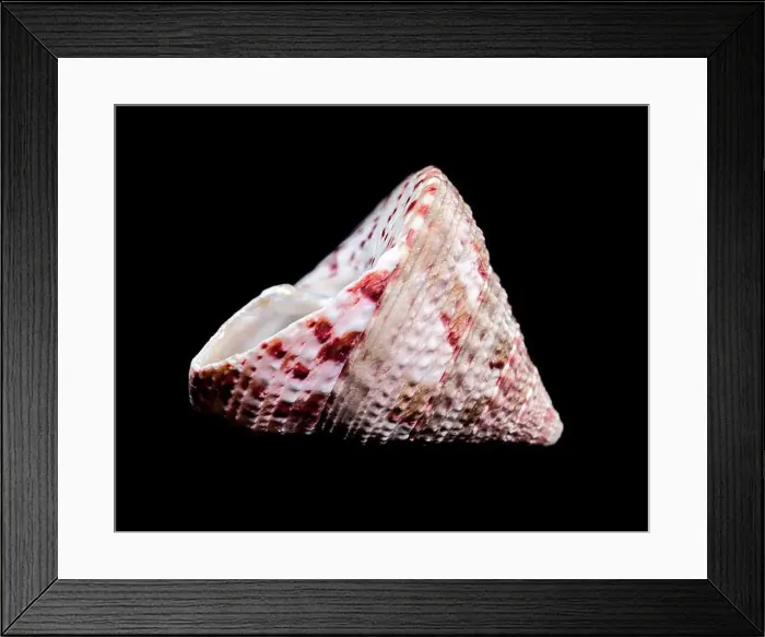 Framed Print : Detailed close-up photograph of a Trochus subincarnatus shell Framed Print : Detailed close-up photograph of a Trochus subincarnatus shell