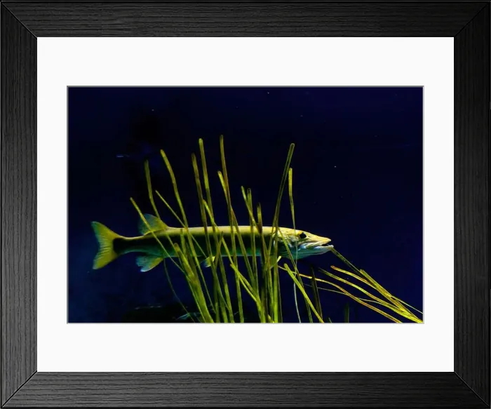 Framed Print : muskellunge (Esox masquinongy), often shortened to muskie, musky, ski, or lunge Framed Print : muskellunge (Esox masquinongy), often shortened to muskie, musky, ski, or lunge