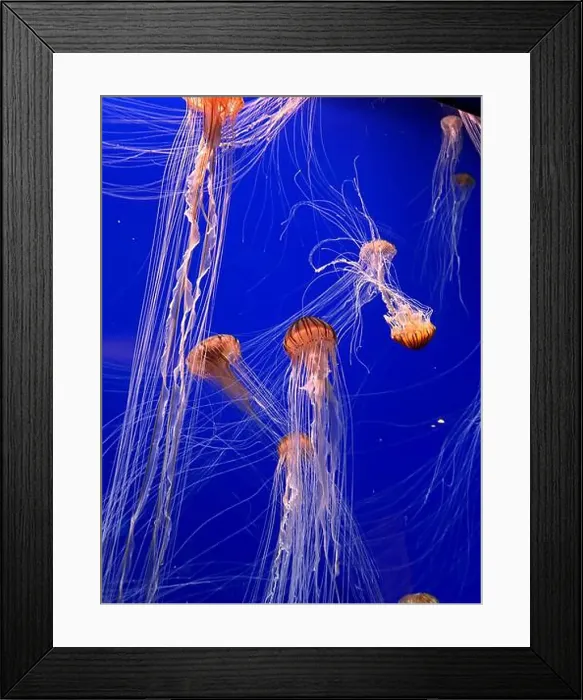 Framed Print : A group of beautiful yellow, orange jellyfish with long thin tails swimming in the bright blue ocean water Framed Print : A group of beautiful yellow, orange jellyfish with long thin tails swimming in the bright blue ocean water