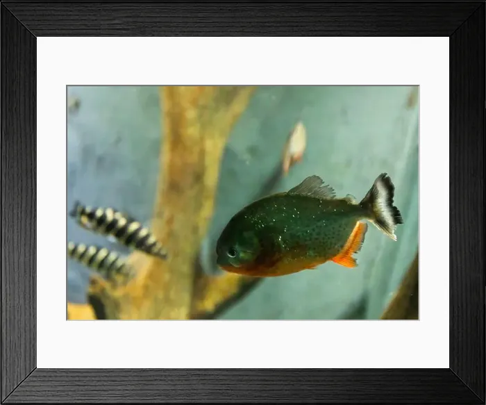 Framed Print : red-bellied piranha, also known as the red piranha (Pygocentrus nattereri) Framed Print : red-bellied piranha, also known as the red piranha (Pygocentrus nattereri)