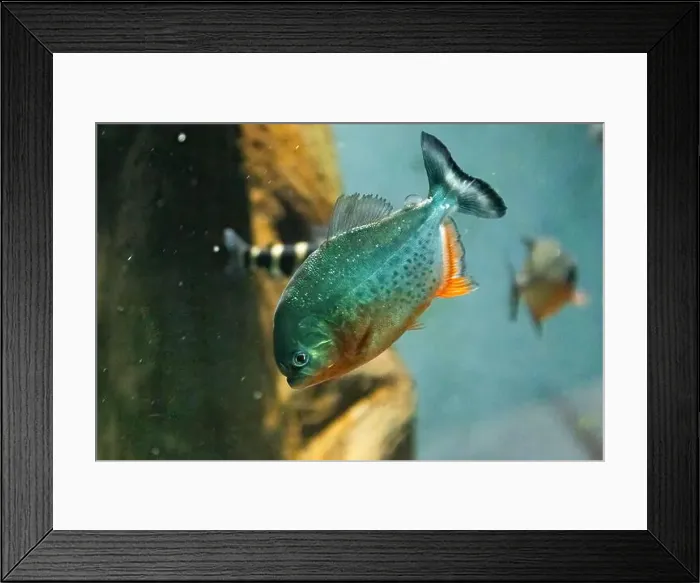 Framed Print : red-bellied piranha, also known as the red piranha (Pygocentrus nattereri) Framed Print : red-bellied piranha, also known as the red piranha (Pygocentrus nattereri)