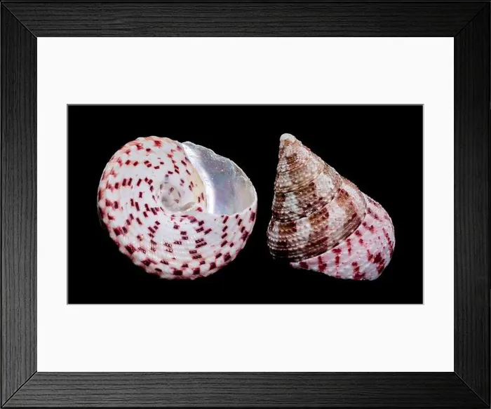 Framed Print : Detailed close-up photograph of a Trochus subincarnatus shell Framed Print : Detailed close-up photograph of a Trochus subincarnatus shell