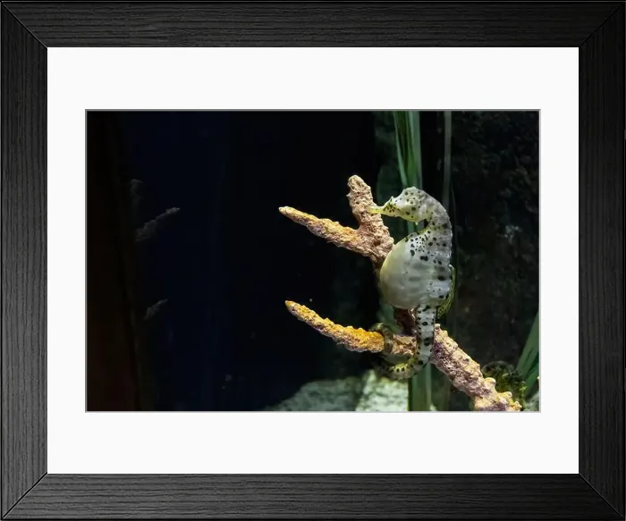 Framed Print : big-belly seahorse (Hippocampus abdominalis) Framed Print : big-belly seahorse (Hippocampus abdominalis)