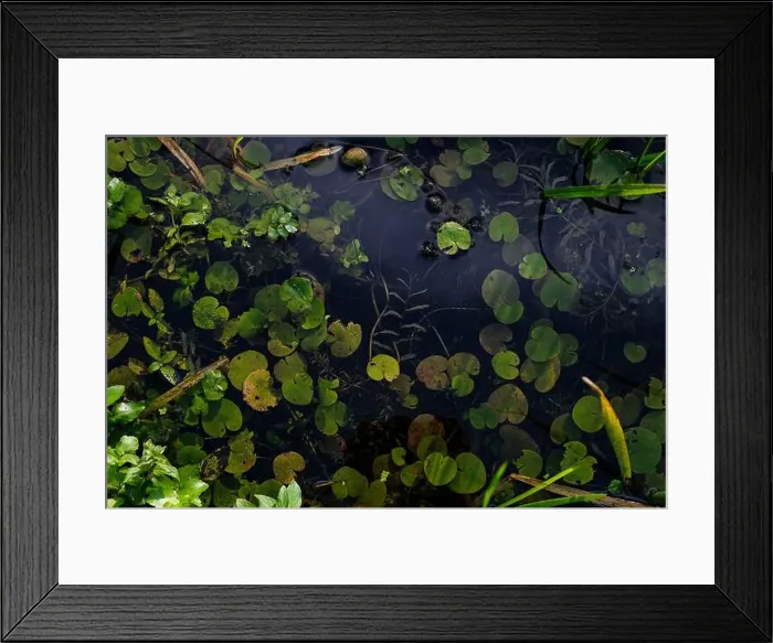 Framed Print : Meditative water surface with aquatic plants Framed Print : Meditative water surface with aquatic plants