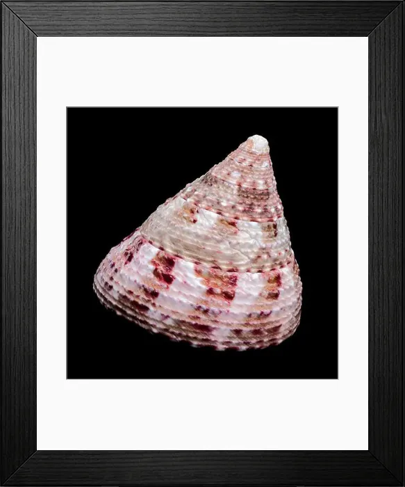 Framed Print : Detailed close-up photograph of a Trochus subincarnatus shell Framed Print : Detailed close-up photograph of a Trochus subincarnatus shell