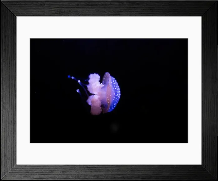 Framed Print : Phyllorhiza punctata is a species of jellyfish Framed Print : Phyllorhiza punctata is a species of jellyfish