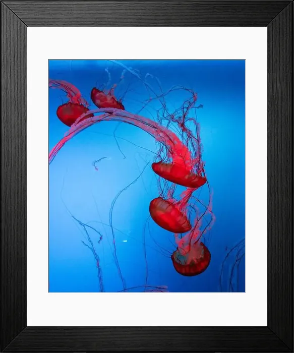 Framed Print : Chrysaora fuscescens, the Pacific sea nettle or West Coast sea nettle Framed Print : Chrysaora fuscescens, the Pacific sea nettle or West Coast sea nettle