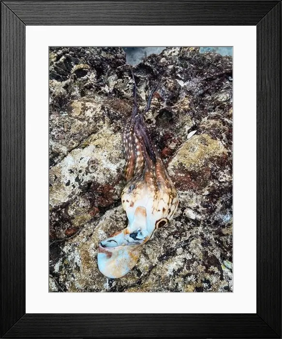 Framed Print : Exploring the unique coastal landscape of Socotra Island, an octopus rests on the rocky shoreline during low tide Framed Print : Exploring the unique coastal landscape of Socotra Island, an octopus rests on the rocky shoreline during low tide