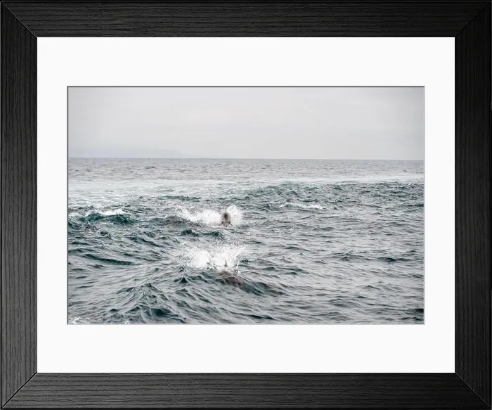 Framed Print : Dolphin Jumps From The Water Behind Boat in Santa Barbara Channel Framed Print : Dolphin Jumps From The Water Behind Boat in Santa Barbara Channel