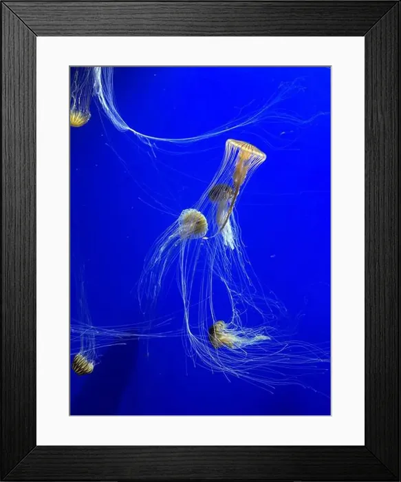 Framed Print : A group of beautiful yellow, orange jellyfish with long thin tails swimming in the bright blue ocean water Framed Print : A group of beautiful yellow, orange jellyfish with long thin tails swimming in the bright blue ocean water