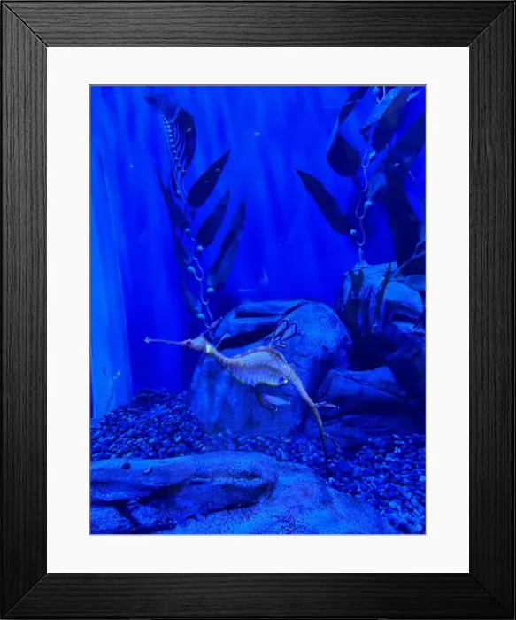 Framed Print : A group of beautiful yellow, orange jellyfish with long thin tails swimming in the bright blue ocean water Framed Print : A group of beautiful yellow, orange jellyfish with long thin tails swimming in the bright blue ocean water