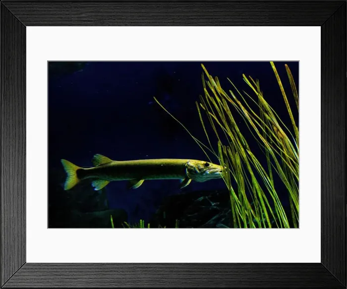 Framed Print : muskellunge (Esox masquinongy), often shortened to muskie, musky, ski, or lunge Framed Print : muskellunge (Esox masquinongy), often shortened to muskie, musky, ski, or lunge