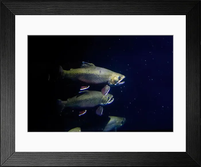 Framed Print : The brook trout (Salvelinus fontinalis) underwater Framed Print : The brook trout (Salvelinus fontinalis) underwater