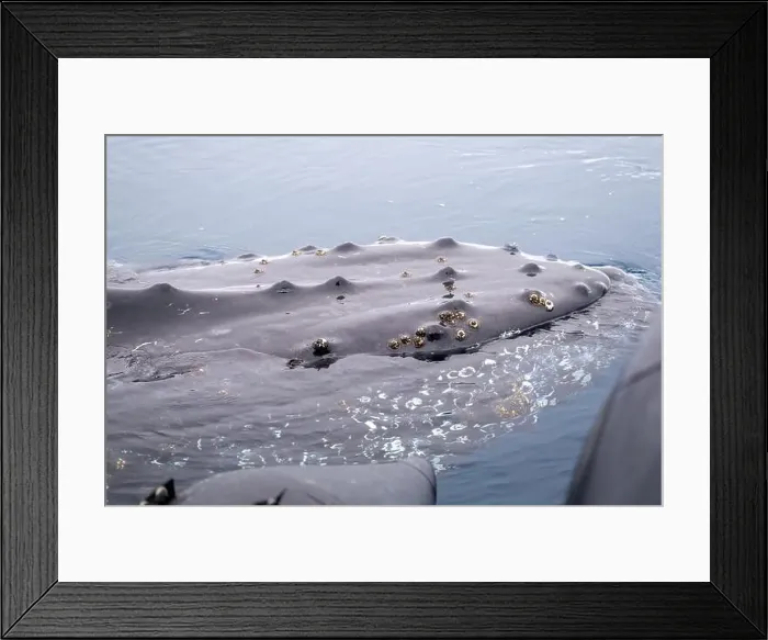 Framed Print : Humpback whale diving in the ocean. Southern Ocean, Antarctica Framed Print : Humpback whale diving in the ocean. Southern Ocean, Antarctica