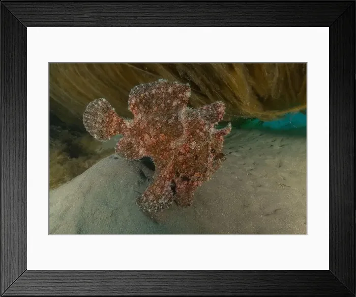 Framed Print : Frog fish in the Red Sea Colorful and beautiful, Eilat Israel Framed Print : Frog fish in the Red Sea Colorful and beautiful, Eilat Israel