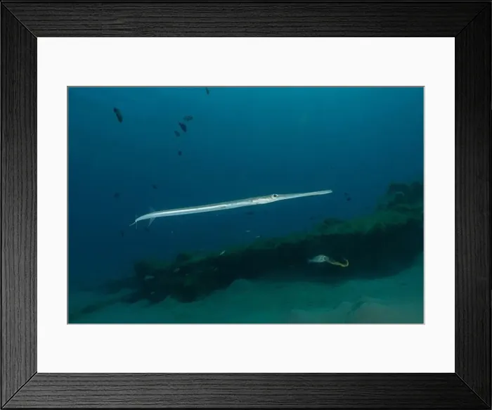 Framed Print : Squid in the Red Sea Colorful and beautiful, Eilat Israel Framed Print : Squid in the Red Sea Colorful and beautiful, Eilat Israel