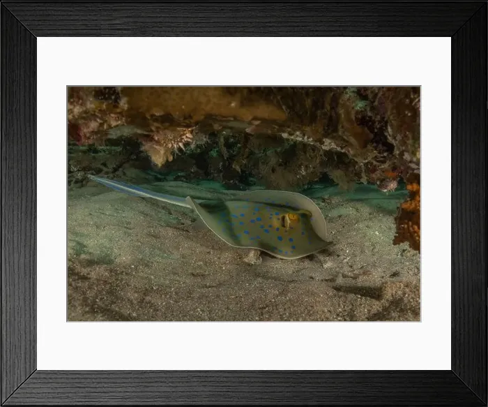 Framed Print : Blue-spotted stingray On the seabed in the Red Sea Eilat, Israel Framed Print : Blue-spotted stingray On the seabed in the Red Sea Eilat, Israel
