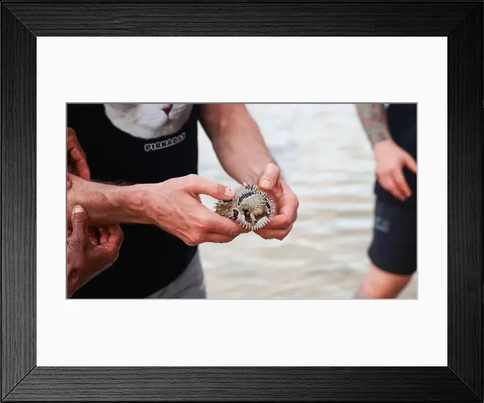 Framed Print : Tourists enjoy a close encounter with a spiny marine creature in Socotra Framed Print : Tourists enjoy a close encounter with a spiny marine creature in Socotra