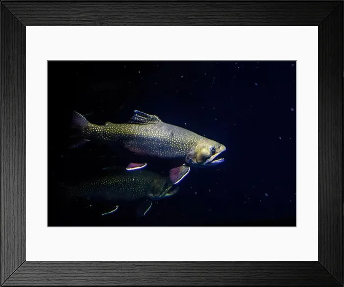 Framed Print : The brook trout (Salvelinus fontinalis) underwater Framed Print : The brook trout (Salvelinus fontinalis) underwater