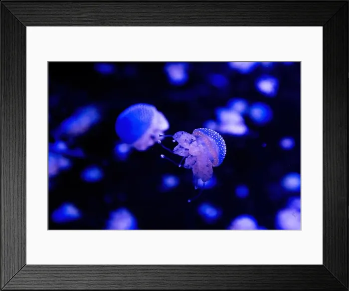 Framed Print : Phyllorhiza punctata is a species of jellyfish Framed Print : Phyllorhiza punctata is a species of jellyfish